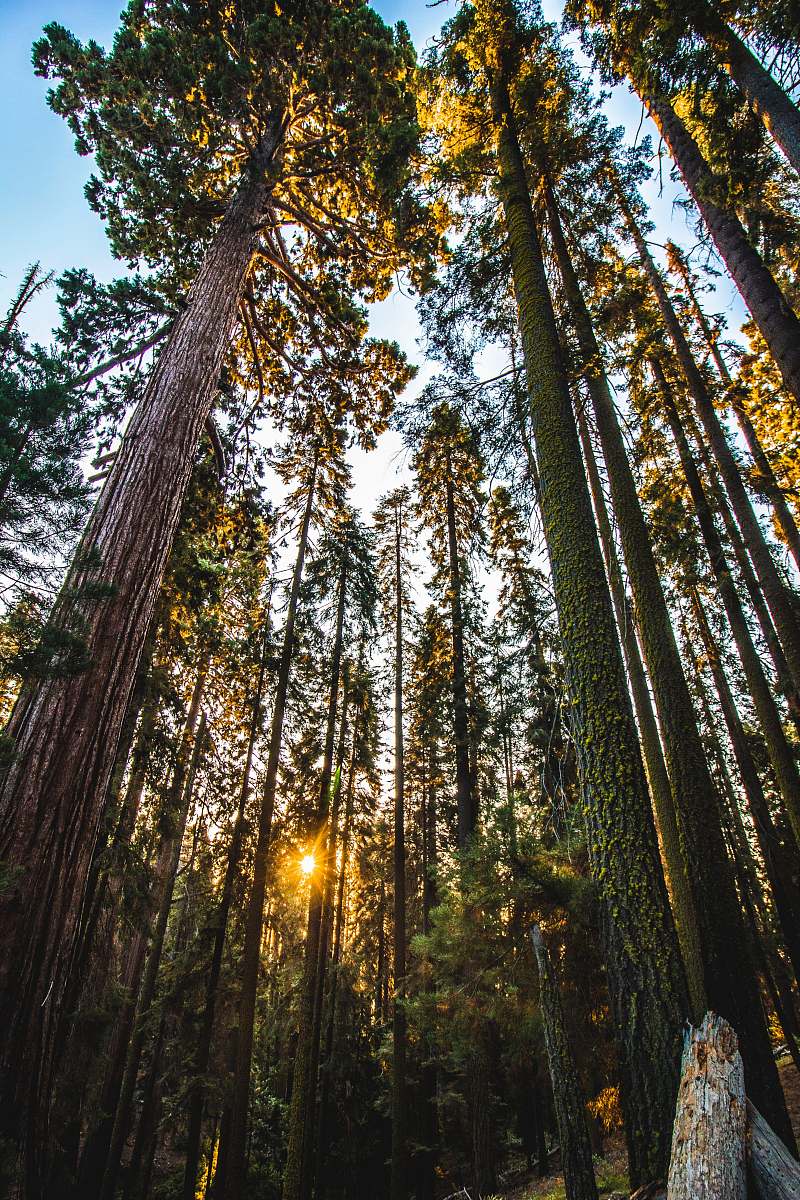 tree green leafed trees during daytime sequoia national park